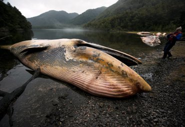 Directora del Centro Científico Huinay analiza masiva muerte de ballenas barbadas en la Patagonia - Foto 1