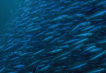 Ciencias del Mar: Académicos analizan impacto del cambio climático en pesquerías pelágicas - Foto 1