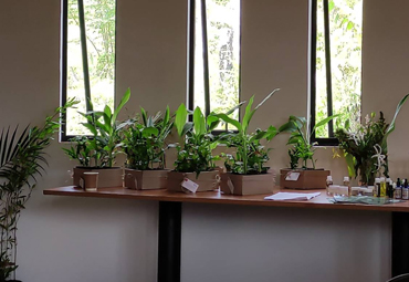 Escuela de Agronomía entregó plantas nativas medicinales propagadas in vitro a comunidad de Rapa Nui