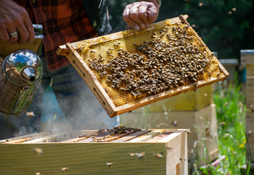 Investigadores PUCV crean Serum cosmético a partir del veneno de las abejas - Foto 2