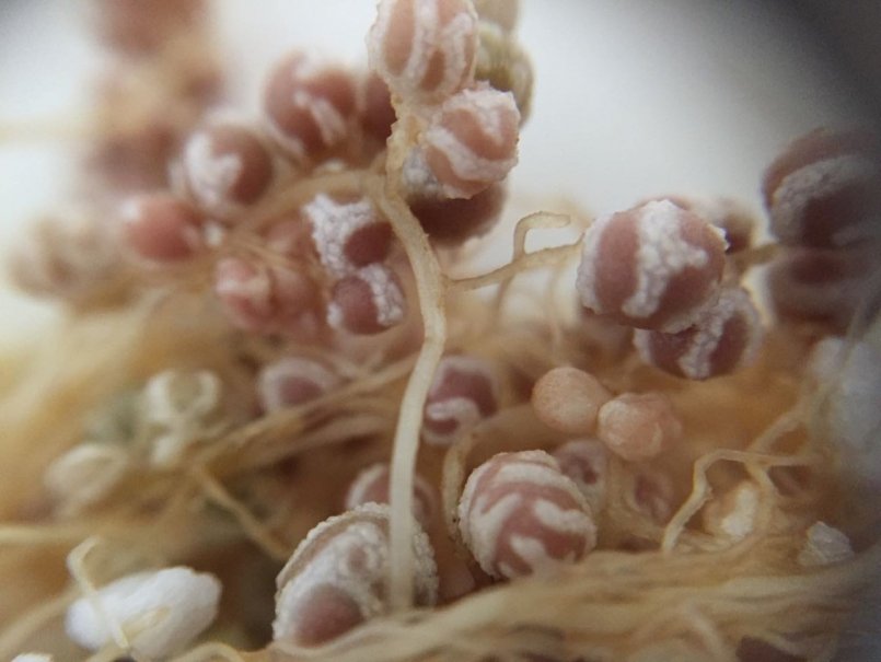 Buscan solución biológica para recuperar suelos salinizados