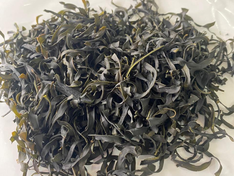 Investigan bebidas probióticas a partir de macroalgas de la región de Valparaíso