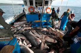 Entra en vigor el primer tratado mundial contra la pesca ilegal