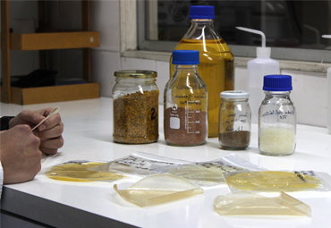 Dr. Pablo Ulloa: “Estamos elaborando envases naturales biodegradables, que no dejan residuos perjudiciales para el medioambiente”