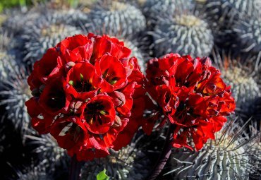 Estudiantes del Instituto de Geografía analizaron especies del desierto florido