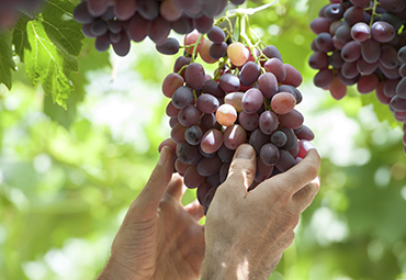 Agronomía PUCV desarrolla programa MIP para obtención de uva de mesa con baja prevalencia de plagas cuarentenarias