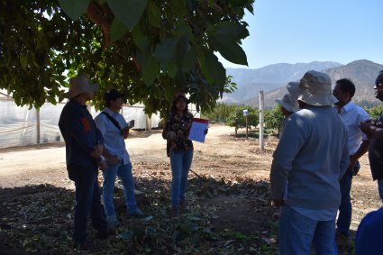 Productores brasileños visitan la Escuela de Agronomía para conocer sobre el desarrollo del cultivo de paltas en Chile