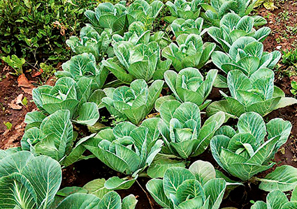 “¿Es peligroso comer las hortalizas cultivadas en Puchuncaví?”: análisis, resultados y recomendaciones de investigadores de la Escuela de Agronomía PUCV