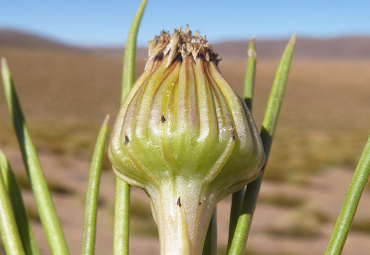 Investigadores del Instituto de Geografía de la PUCV descubren nueva especie floral en Atacama