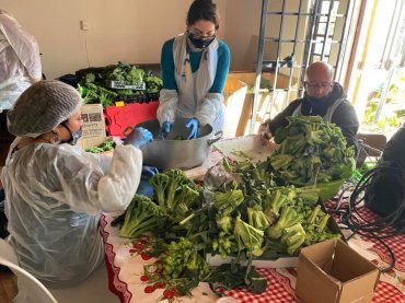 9000 brócolis de proyecto de investigación liderado por prof. Koochi Vidal abastecieron a más de 33 comedores solidarios de la región
