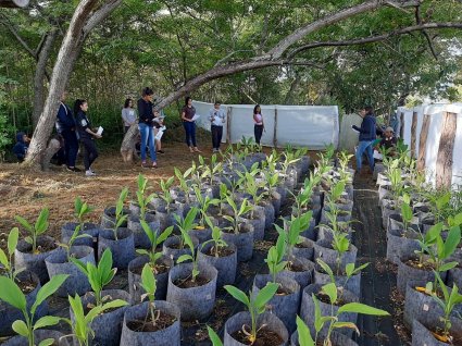 Programa de recuperación de importantes plantas nativas de Isla de Pascua continúa confirmando hitos de propagación, uso sustentable y trabajo con la comunidad