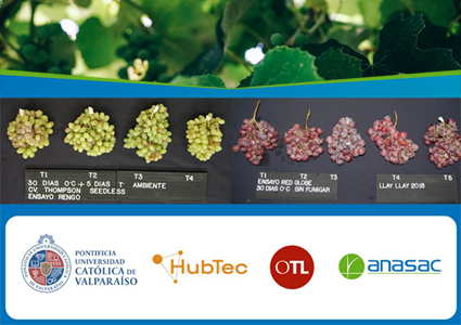 PUCV, Anasac y HubTec Chile firman contrato para seguir avanzando en desarrollo de biofungicida contra la pudrición de la uva de mesa