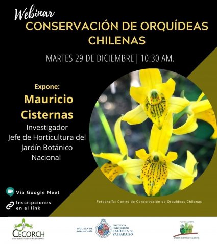 Último webinar del año organizado por la Escuela de Agronomía tratará sobre conservación de orquídeas chilenas