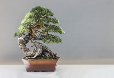 Webinar Introducción al bonsái