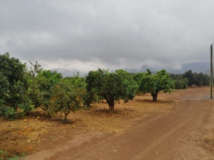 Estación Experimental La Palma realiza importante donación de naranjas a Fundación BanAmor