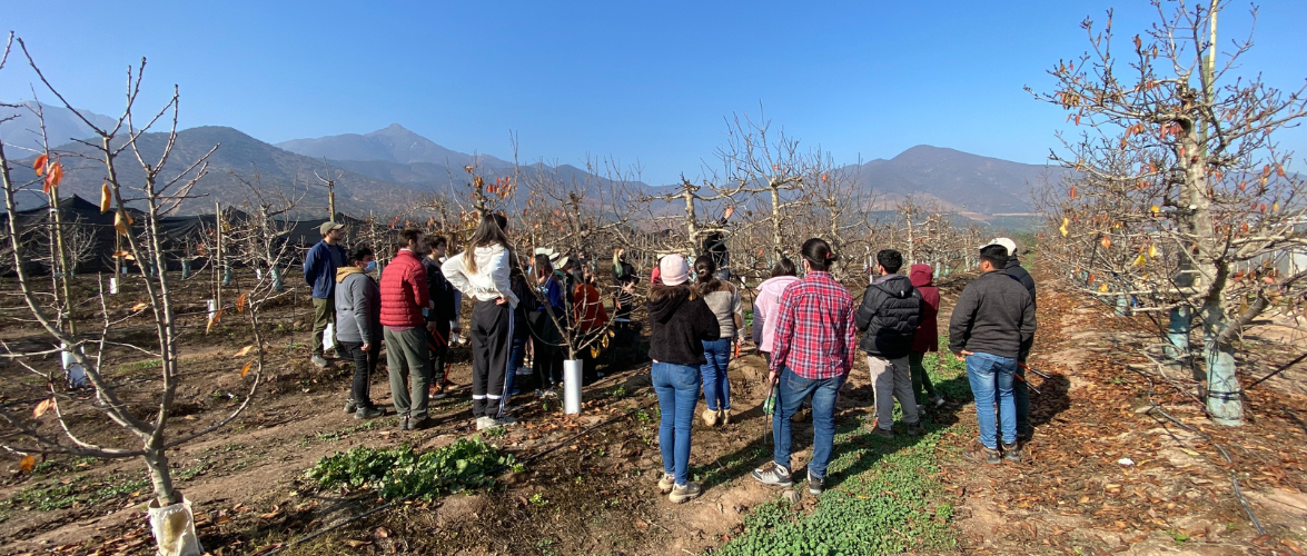 Curso de Frutales de hoja caduca realiza poda de cerezos en Estación Experimental La Palma