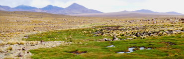 Investigadores del Instituto publican importante estudio de bofedales andinos y riesgos asociados a la extracción de agua para la minería