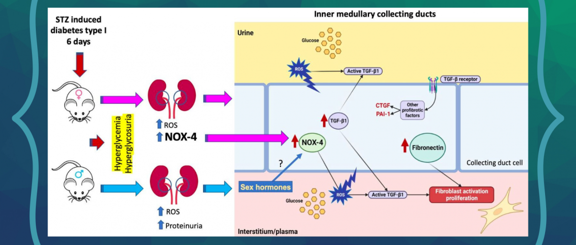 Antioxidants Journal publica investigación del Dr. González sobre glucosa y la función renal