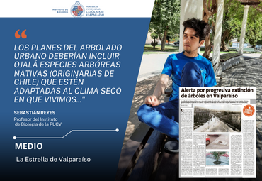 Alerta por progresiva extinción de árboles en Valparaíso