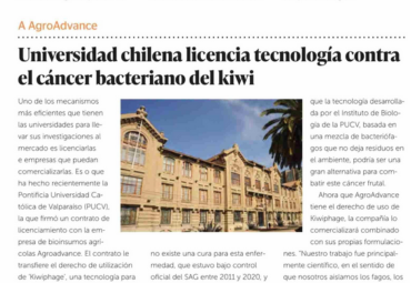 Tecnología para combatir cáncer bacteriano del kiwi es desarrollada en laboratorios del Instituto de Biología PUCV
