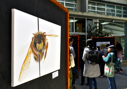 Instituto de Biología PUCV celebra aniversario junto al fascinante mundo de las abejas