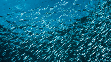 Más integral y sostenible: investigadores proponen método de gestión para pesquerías mixtas y multiespecíficas