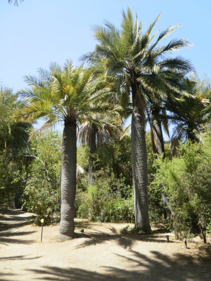 Plantas de Chile en extinción: Estas son las 10 especies que podrían desaparecer a futuro - Foto 1