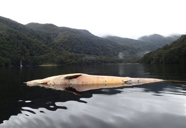 Directora del Centro Científico Huinay analiza masiva muerte de ballenas barbadas en la Patagonia - Foto 3