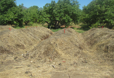 Consorcios microbianos: funciones ecosistémicas para una agricultura sustentable - Foto 3