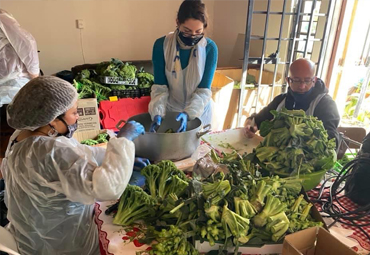 PUCV abastece a más de 33 comedores solidarios en la región con brócolis - Foto 1