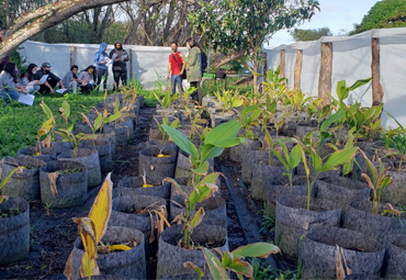 Programa de recuperación de plantas nativas de Isla de Pascua continúa confirmando hitos de propagación - Foto 1