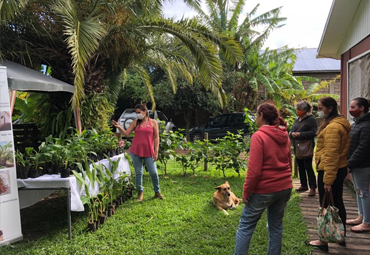 Programa de recuperación de plantas nativas de Isla de Pascua continúa confirmando hitos de propagación - Foto 3