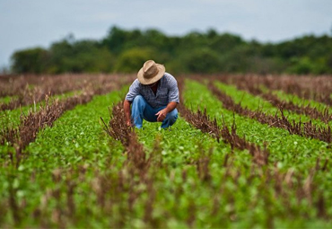 Centro Ceres facilita taller online sobre manejo sanitario sostenible a pequeños agricultores de Perú