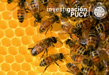 Investigación PUCV alerta sobre abrupta caída en la producción de miel producto del cambio climático
