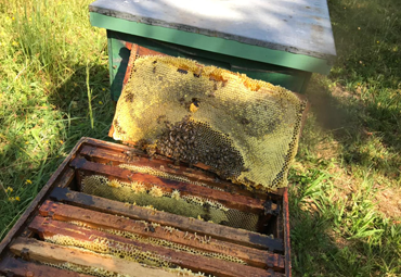 Investigación PUCV alerta sobre abrupta caída en la producción de miel producto del cambio climático - Foto 2