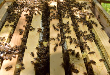 Investigador CAC-PUCV se adjudica FONDEF para crear sistema de apoyo a producción de miel - Foto 1