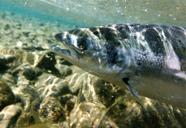 Investigan patógenos que afectan el cultivo del salmón en Chile