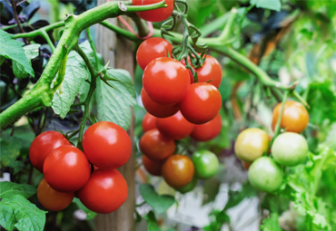 Proyecto PUCV detiene la maduración del tomate para estudiar la calidad frutal