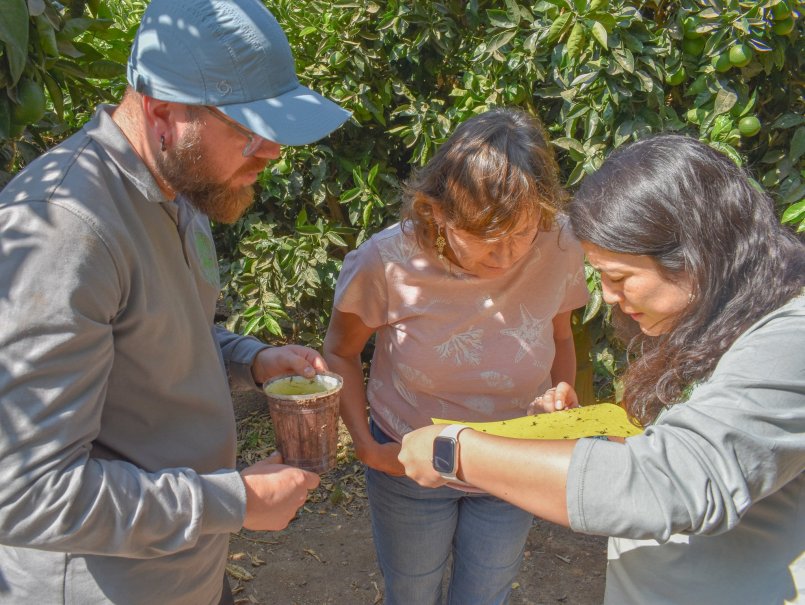 Investigadores presentan alternativas sostenibles para el manejo integrado de insectos