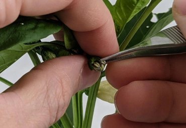 Chilean technology seeks to revolutionize quality control in seed production