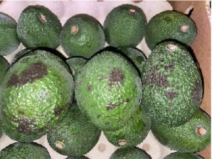Impulsan estudio internacional para mejorar la calidad de la palta Hass chilena