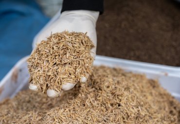From rice husk to clean fuels: the project that seeks to transform CO₂ into sustainable energy