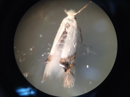 Estudiante de Bioquímica desarrolla Proyecto DI en Laboratorio de Ecología Química