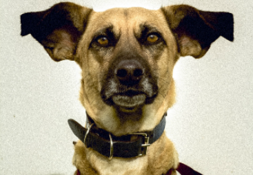 CEA te invita a conocer la historia de Popi, una “embajadora” muy especial