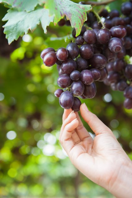 Producto biológico para el control de micosis en plantas y frutos