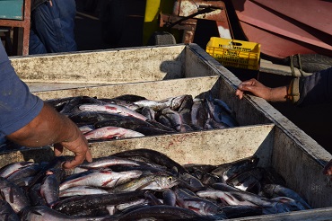 Peces en la V región son potencialmente peligrosos para la población