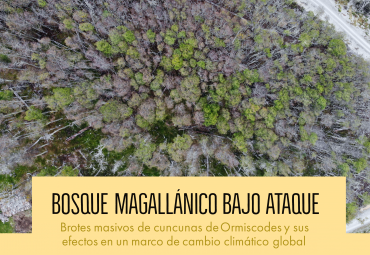 Seminario Bosque magallanico bajo ataque