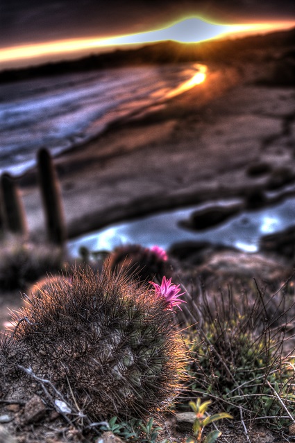 Región de Valparaíso es el último bastión del Lúcumo chileno y Cactus chilenito