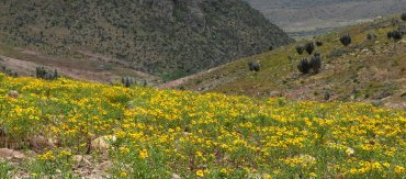 Diaporama: Floraciones, Afloramientos y Apariciones en el Desierto de Atacama