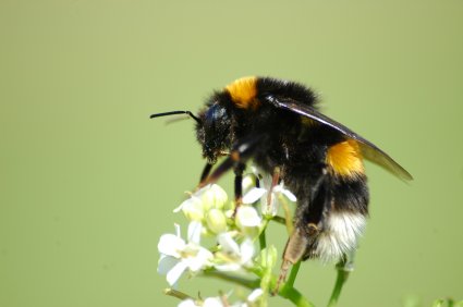 Académico PUCV forma parte de investigación que llama a frenar la importación de abejorro europeo